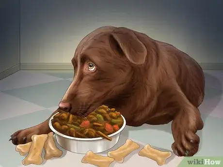 Imagen titulada Help Your Dog After Giving Birth Step 4