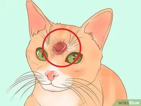 Imagen titulada Recognize Skin Cancer in Cats Step 9