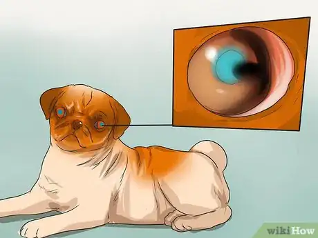 Imagen titulada Diagnose Eye Problems in Pugs Step 5