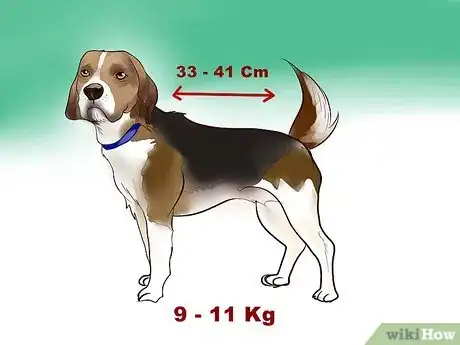 Imagen titulada Identify a Beagle Step 4
