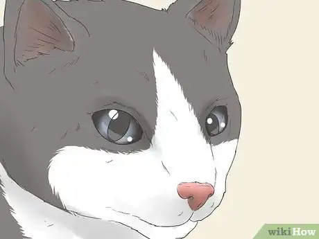 Imagen titulada Know if Your Cat Is Still a Kitten Step 4