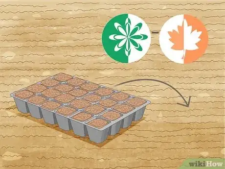 Imagen titulada Grow Monkey Grass from Seed Step 6