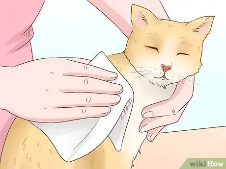 Imagen titulada Bathe a Cat Without Water Step 4