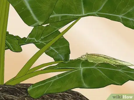 Imagen titulada Take Care of a Katydid Insect Step 11
