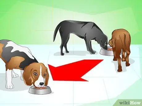 Imagen titulada Get Your Dog to Eat the Dog Food It Does Not Like Step 9
