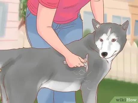 Imagen titulada Care for a Husky Step 12