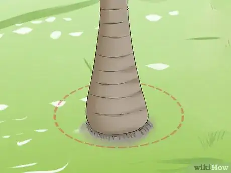 Imagen titulada Remove a Palm Tree Step 4