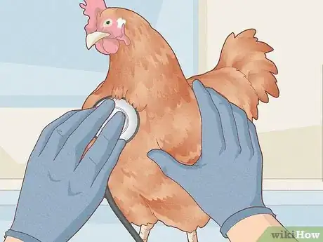 Imagen titulada Prevent Diseases in Chickens Step 10