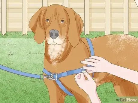 Imagen titulada Measure a Dog for a Harness Step 7
