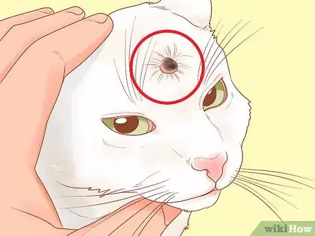 Imagen titulada Recognize Skin Cancer in Cats Step 7