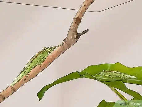 Imagen titulada Take Care of a Katydid Insect Step 10