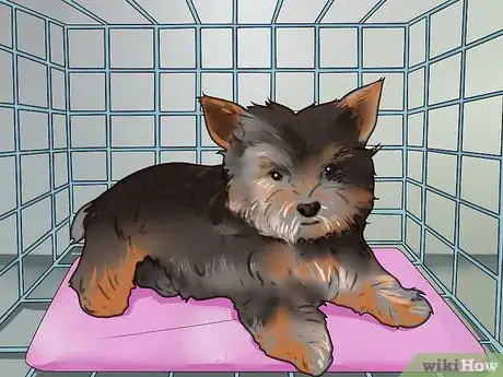Imagen titulada Train a Yorkie Step 7