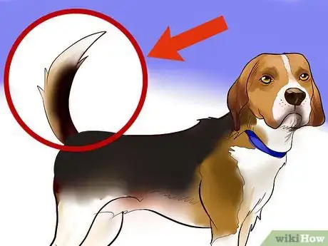 Imagen titulada Identify a Beagle Step 3