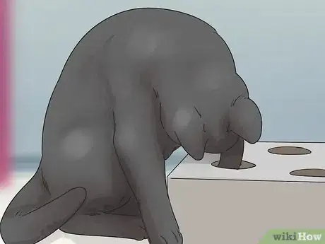 Imagen titulada Identify a Bombay Cat Step 7