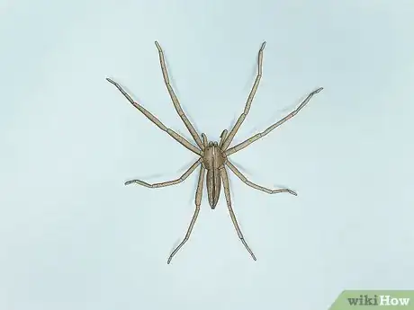 Imagen titulada Identify a Nursery Web Spider Step 4