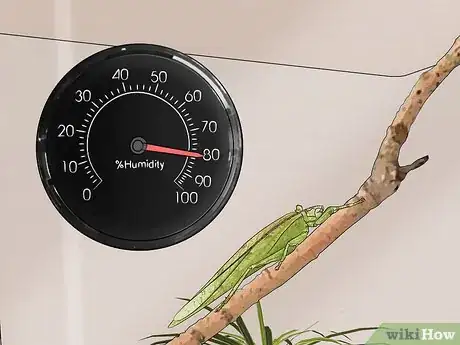 Imagen titulada Take Care of a Katydid Insect Step 12