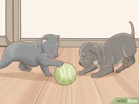 Imagen titulada Breed Cane Corso Step 21