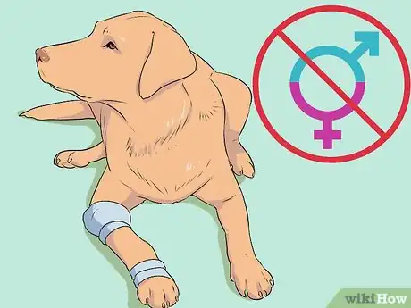 Imagen titulada Breed Labradors Step 1