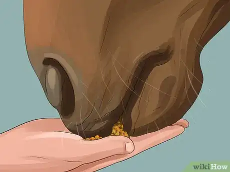 Imagen titulada Get More Confident Around Horses Step 5