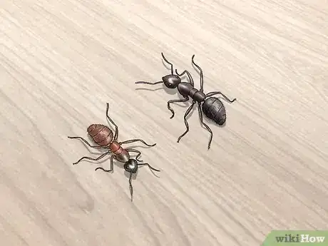 Imagen titulada Kill Carpenter Ants Step 1
