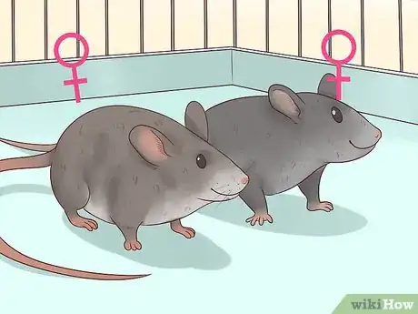 Imagen titulada Choose a Pet Mouse Step 3