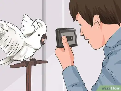 Imagen titulada Teach Your Bird to Talk Step 10