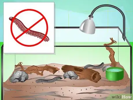 Imagen titulada Make a Millipede Habitat Step 6