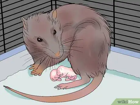 Imagen titulada Breed Rats Step 12
