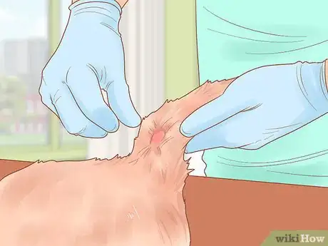 Imagen titulada Diagnose and Treat Stud Tail in Cats Step 6
