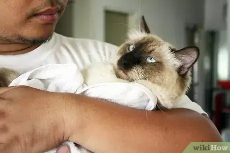 Imagen titulada Help a Sick Cat Step 6