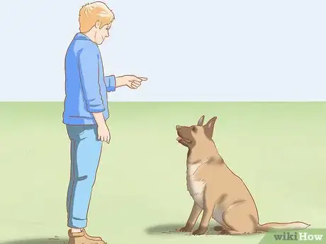 Imagen titulada Care for a Belgian Malinois Step 3