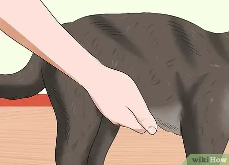 Imagen titulada Give a Cat an Enema at Home Step 10