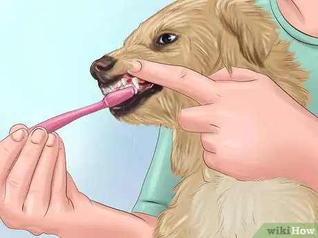 Imagen titulada Groom a Dog Step 9