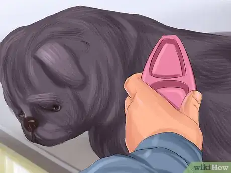Imagen titulada Live with a Pug Dog Step 11