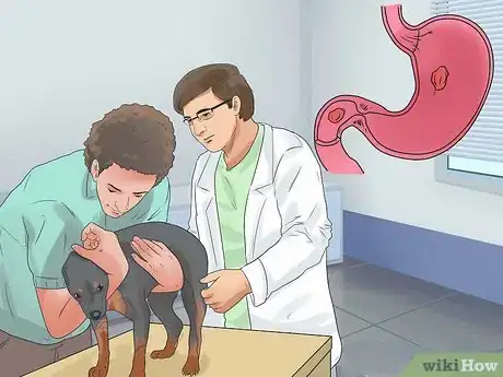 Imagen titulada Treat Anemia in Dogs Step 10