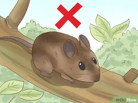 Imagen titulada Choose a Pet Mouse Step 4