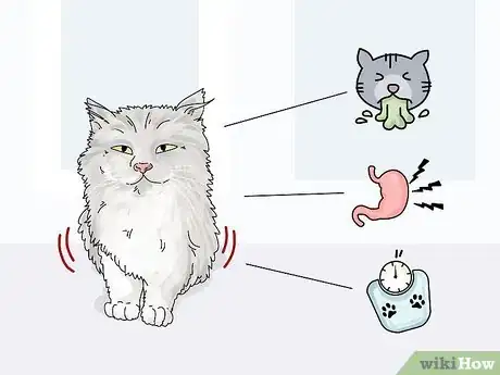Imagen titulada Diagnose and Treat Benign Tumors in Cats Step 4