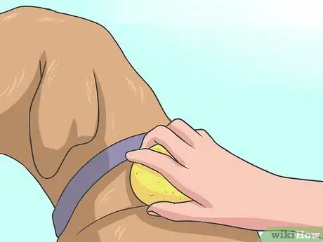 Imagen titulada Eliminate a Flea Infestation in Your Home Step 14