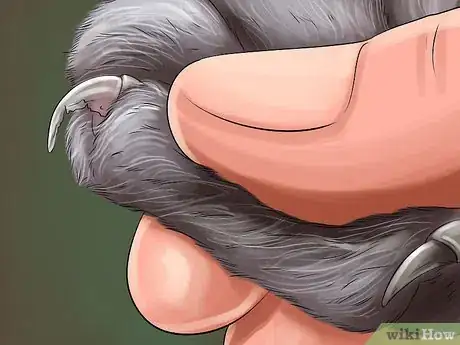 Imagen titulada Diagnose and Treat the Cause of Deformed Cat Nails Step 3