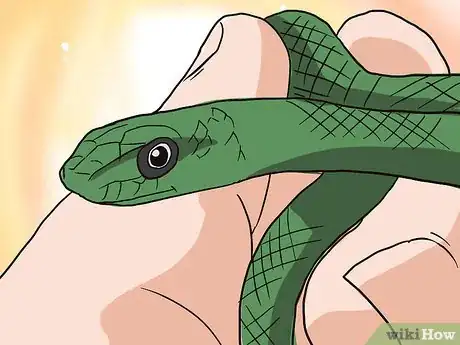 Imagen titulada Choose Your First Pet Snake Step 1Bullet3