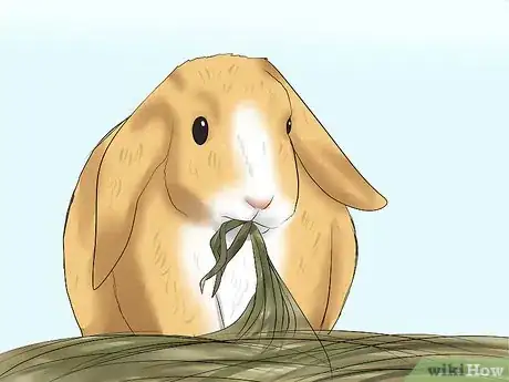 Imagen titulada Tell the Age of a Rabbit Step 7