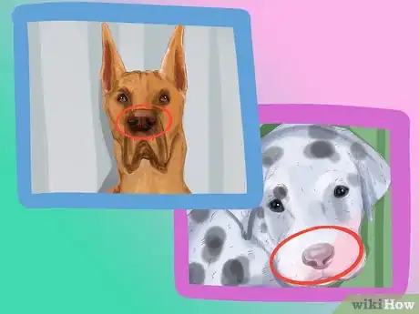 Imagen titulada Identify a Great Dane Step 9
