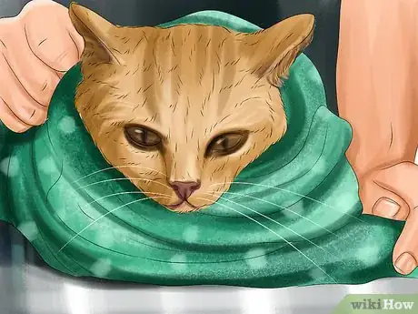 Imagen titulada Treat a Cat with a Broken Claw Step 1