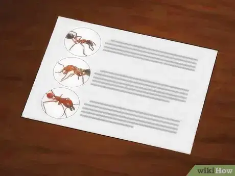 Imagen titulada Identify Ants Step 10