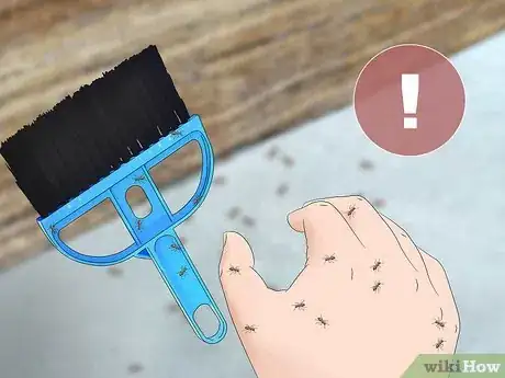 Imagen titulada Kill Carpenter Ants Step 4