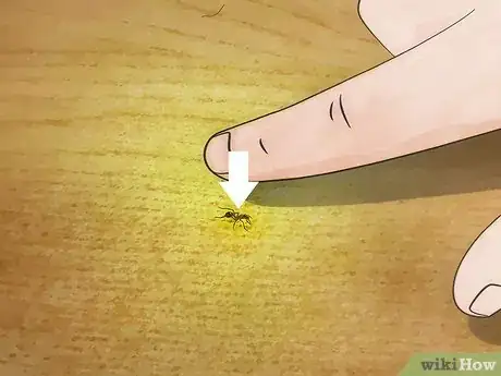 Imagen titulada Stop Ants From Coming Into Your Home Step 7