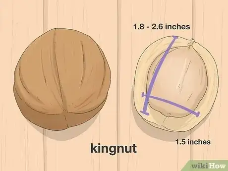 Imagen titulada Identify Hickory Nuts Step 12
