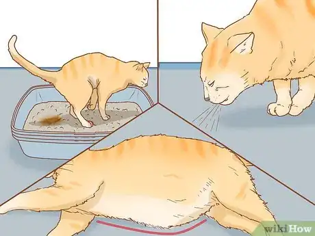 Imagen titulada Prevent Worms in Cats Step 11