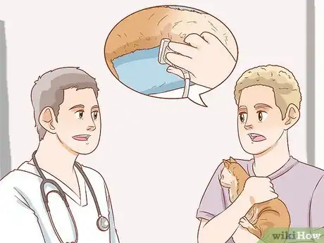 Imagen titulada Diagnose the Cause of a Swollen Abdomen in Cats Step 10