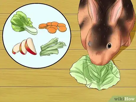 Imagen titulada Care for Rex Rabbits Step 13